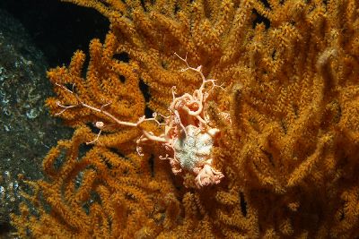 Gorgonocephalus_caputmedusae_018_XL_k