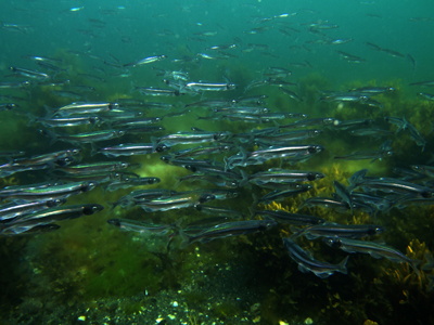 Mallotus_villosus_027_XL_k