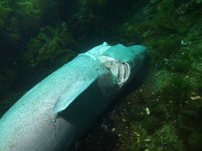 Somniosus_microcephalus_tot_003_XL_k