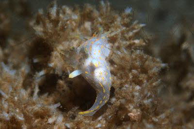 Gestreifte H�rnchenschnecke