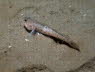 Sandgrundel